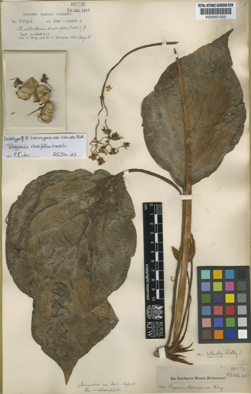 B. rheifolia